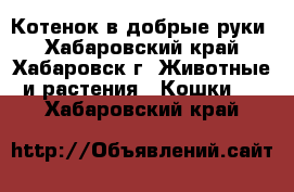 Котенок в добрые руки - Хабаровский край, Хабаровск г. Животные и растения » Кошки   . Хабаровский край